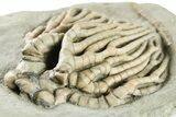 Fossil Crinoid (Cyathocrinities) - Crawfordsville, Indiana #263094-2
